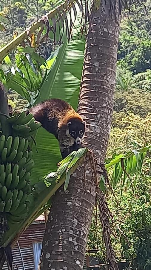 Finca Pantera Hotel Monteverde Eksteriør billede
