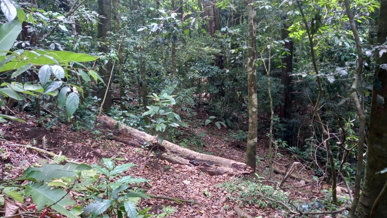 Finca Pantera Hotel Monteverde Eksteriør billede